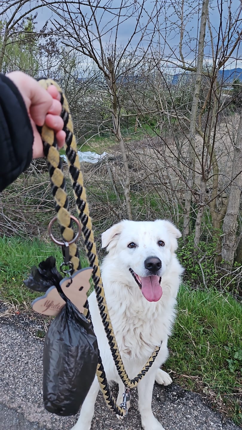 Customer photo review of Merdolo,  trasporta per te i sacchetti di cacca