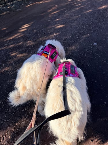 Customer's two white dogs wearing pink Tactical No-Pull Team K9 Dog Harnesses on a walk.