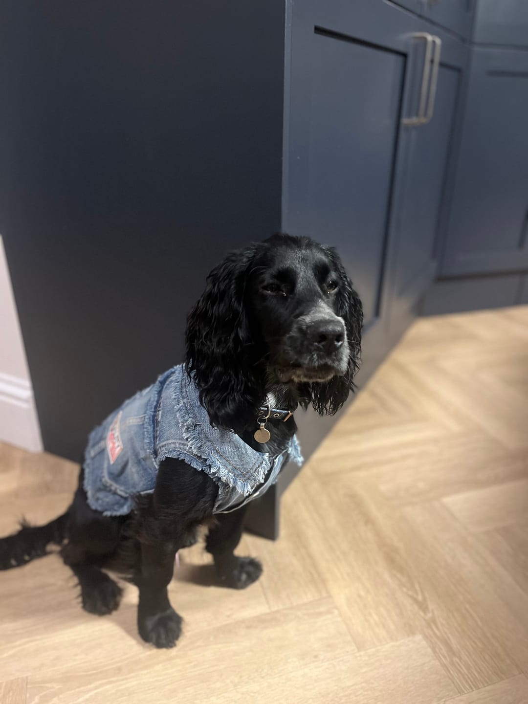 Customer photo review of Mayfair Fur Dog Sweater Cardigan