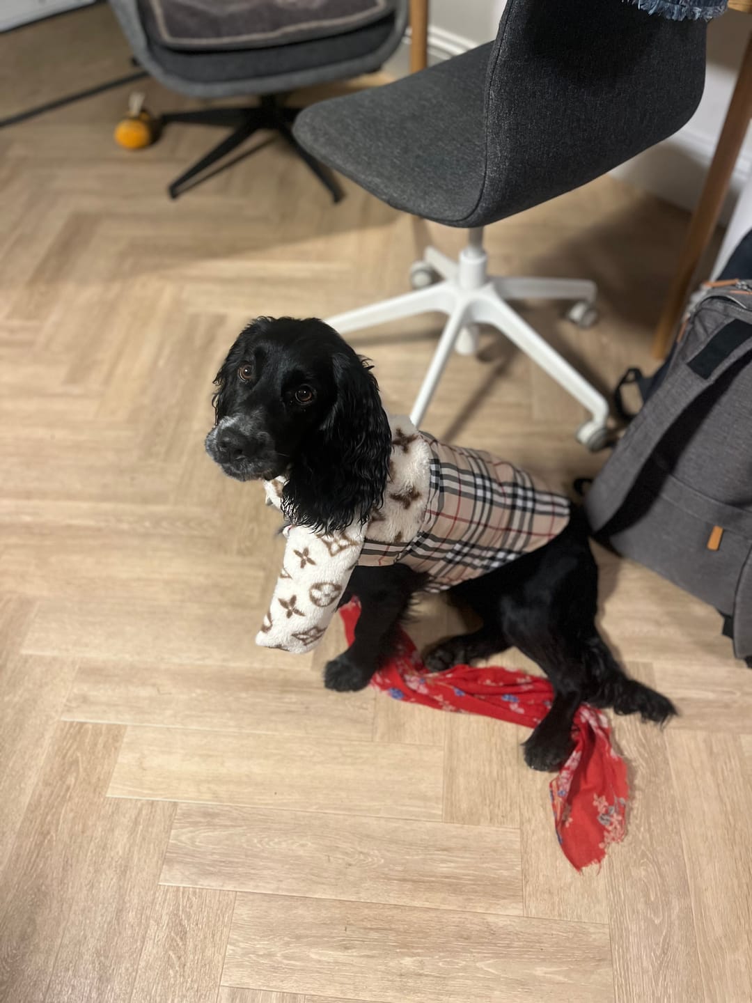 Customer photo review of Tartan Puffer Dog Vest Jacket