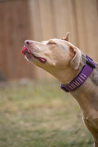 Customer photo review of 1.5" Tacti Slim Dog Collar - Grape