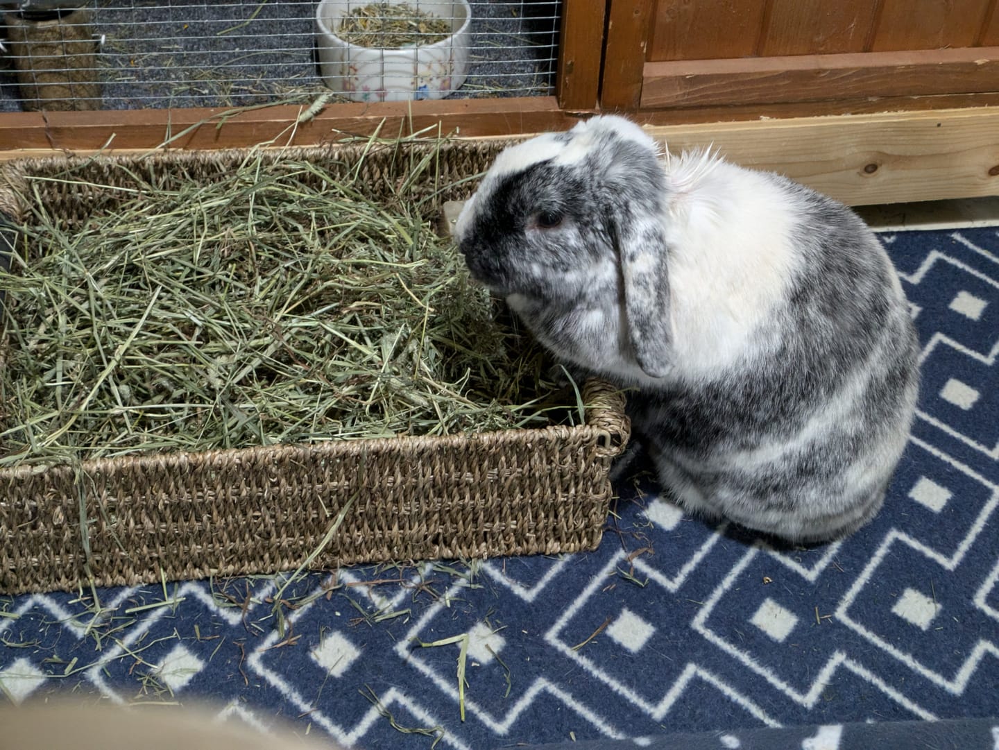 Customer photo review of Second Cut Timothy Hay - Ultra Premium Canadian Hay for Rabbits and Guinea Pigs