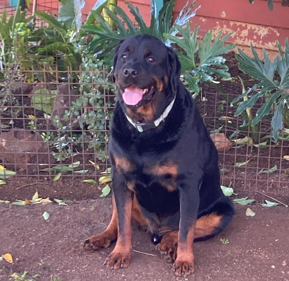 Customer photo review of FlexCare (Joint & Movement Support For Dogs)