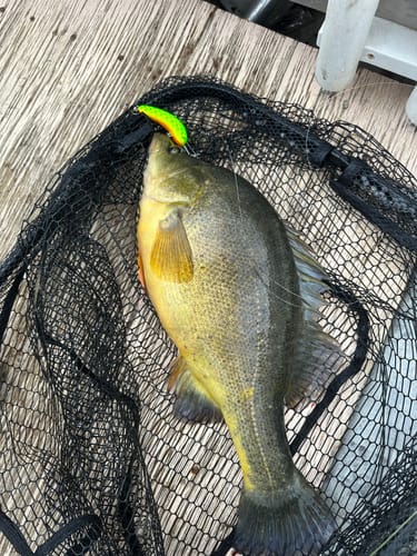 Customer photo review of Old Mate Lures - 15ft