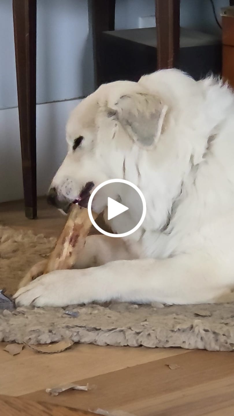 Customer video review of Large Dog Black Friday Bundle II (4x 5oz Jerky Bags + 4x LARGE Smoked Marrow Bones)