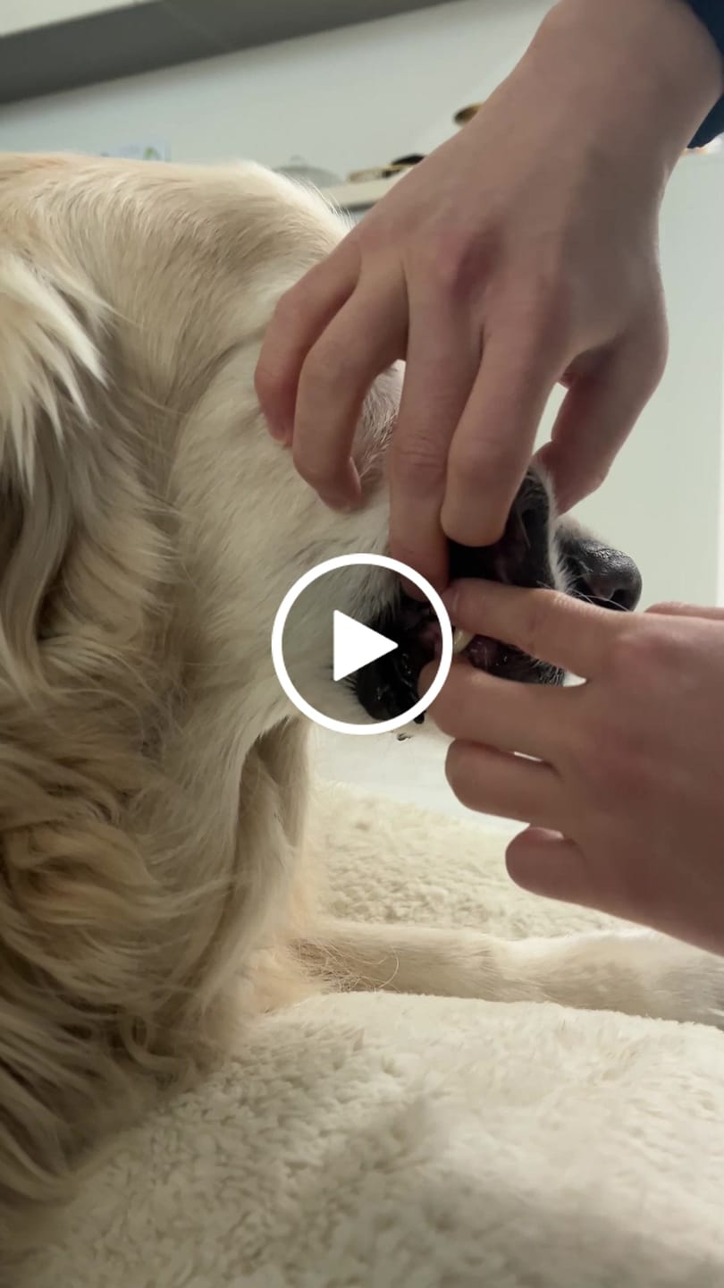 Customer video review of Dental Strips