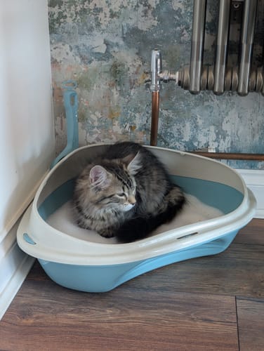 Customer photo review of 1 Month Supply – 1 Cat