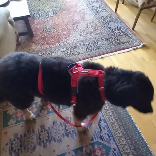 Customer photo review of Correa PVC para Perros | 1,8 mts | Red