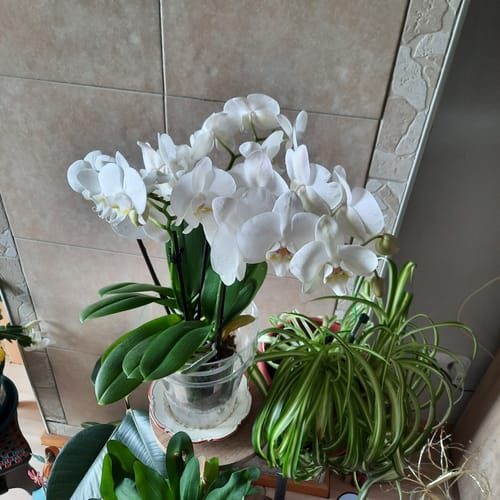 Kundenbild der Orchidee 'Two of Us Weiß' in voller Blüte, die ihre vielen weißen Blüten zeigt.