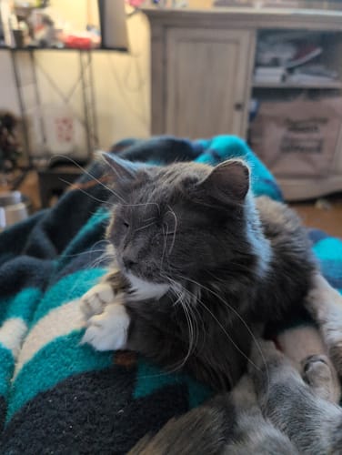 Customer photo review of 2x Blisso Advanced Cat Probiotic | Cat Probiotic for Diarrhea & Kidney Support