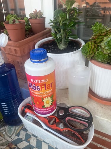 Customer photo review of FERTIBONO MásFlor - Fertilizante que Revive tus Plantas Verdes y Flores, Abono Liquido, [100%] Natural y Orgánico, 1L