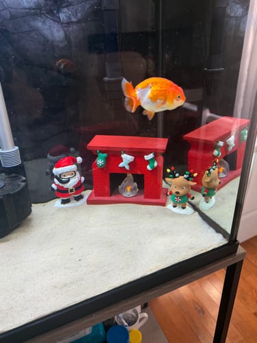 Customer's chubby Red and White Ranchu Goldfish swimming in an aquarium decorated for Christmas.