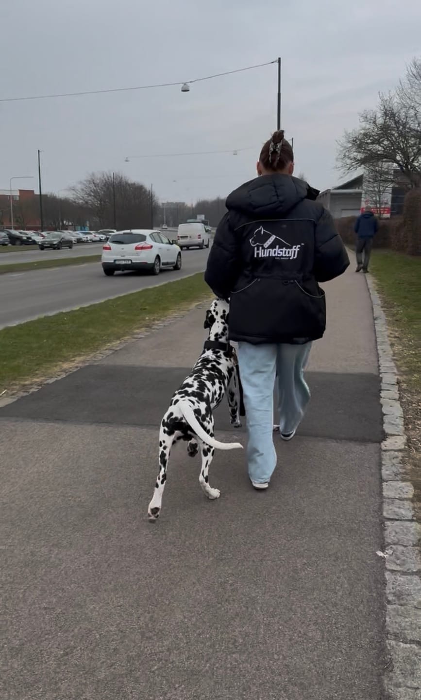 Customer photo review of Hundstaff Pack Handler Vest
