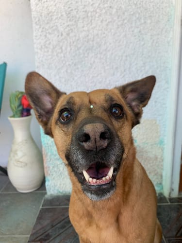 Customer photo review of AMITY POLLO PERRO ADULTO 14KG