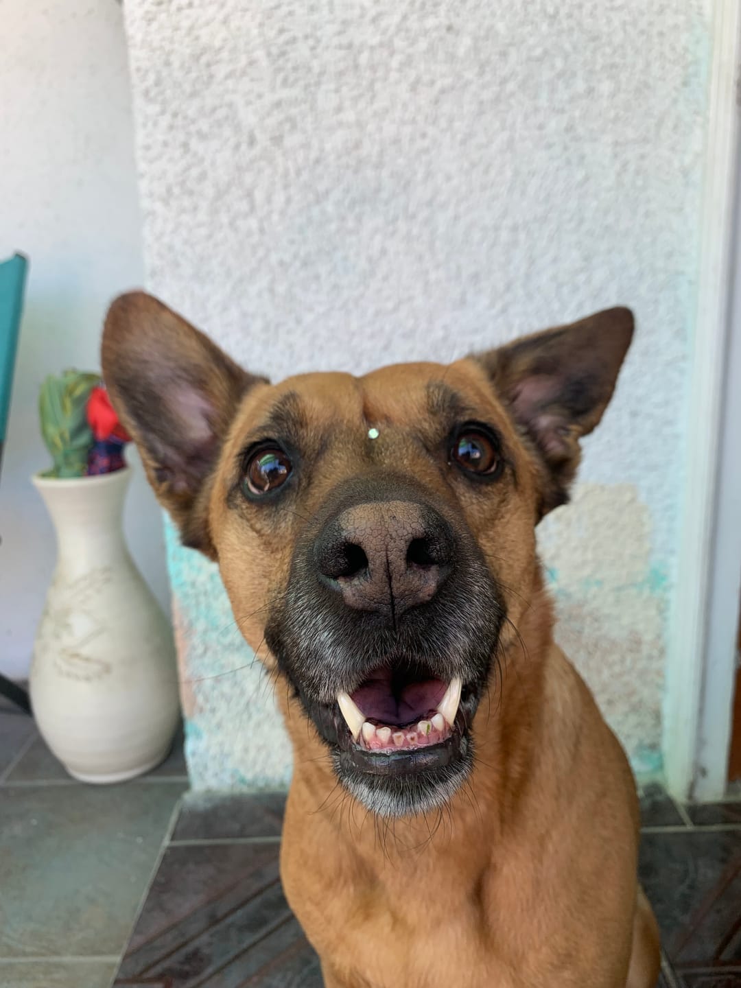 Customer photo review of AMITY POLLO PERRO ADULTO 14KG
