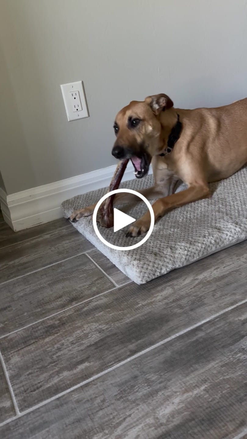 Customer video review of Medium Ostrich Cane (10" x 3"): The Long-Lasting, Flavor-Packed Chew for Medium & Large Dogs