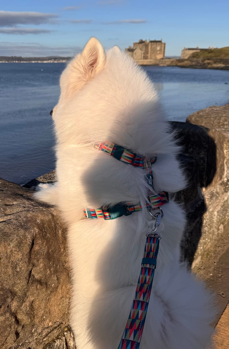 Customer photo review of Horizon Harness