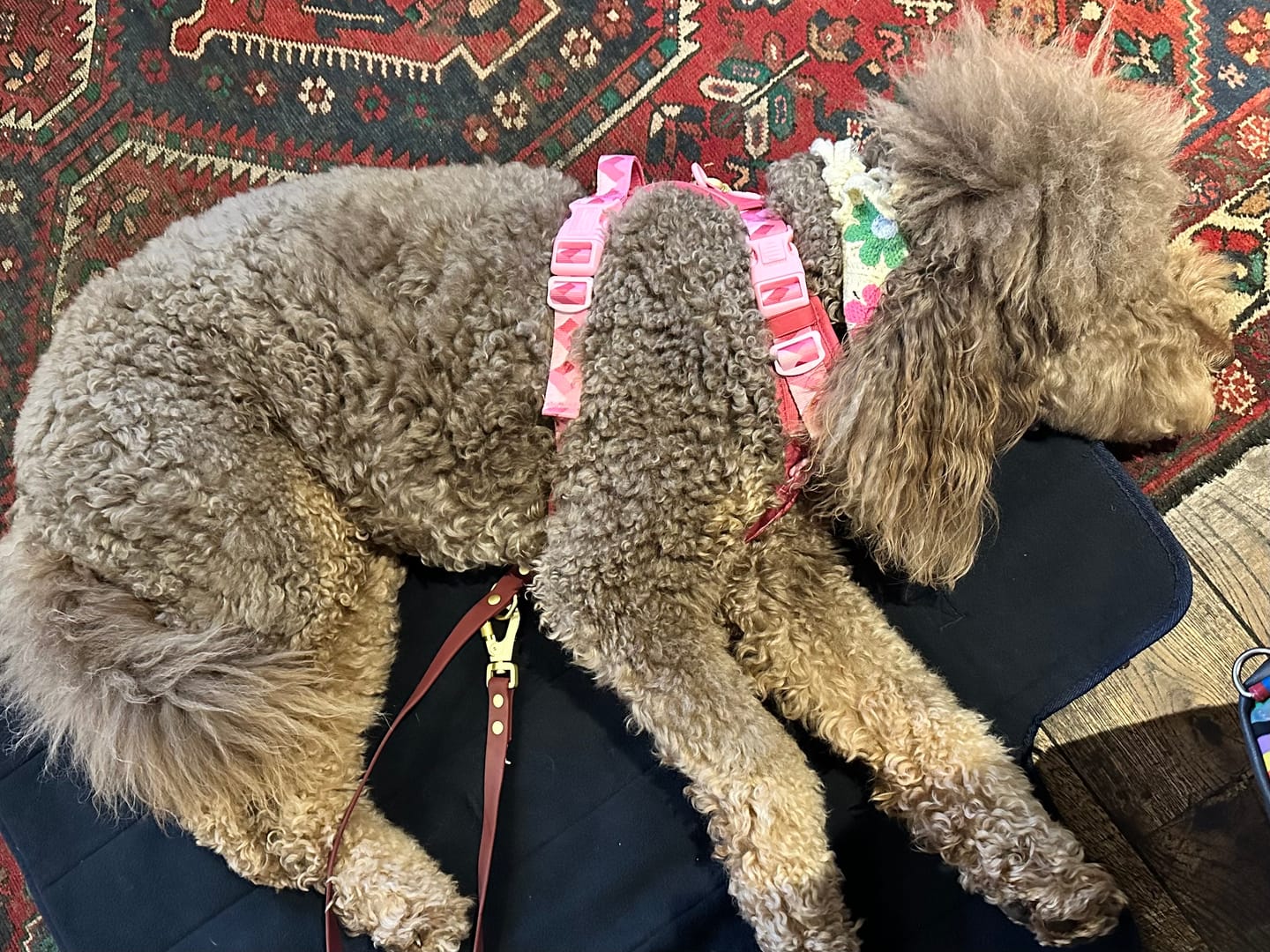 Customer photo review of Tough Trails™ Harness - Walkies Ready® Raspberry Pink