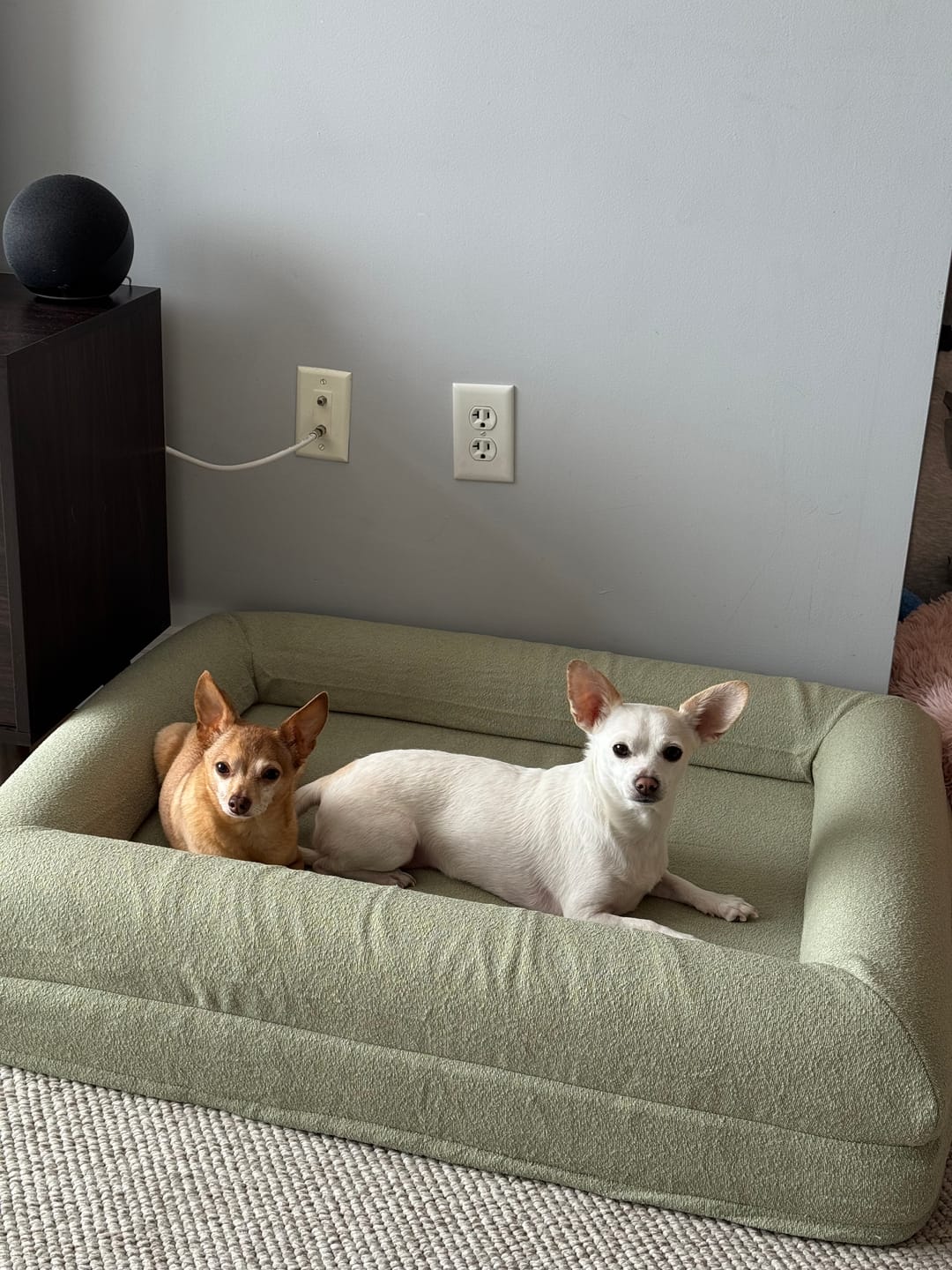 Customer photo review of Medium REM Dog Bed