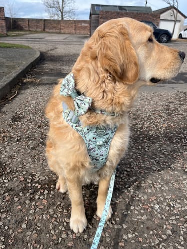 Customer photo review of Disney© Tough Trails™ Harness - 100 Aker Wood