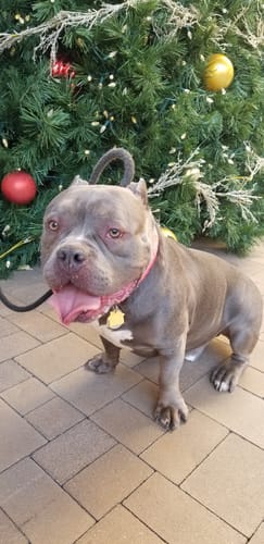 Customer's happy English bulldog mix, mentioned in a review for Wild Salmon Pet CBD Oil for hip pain.