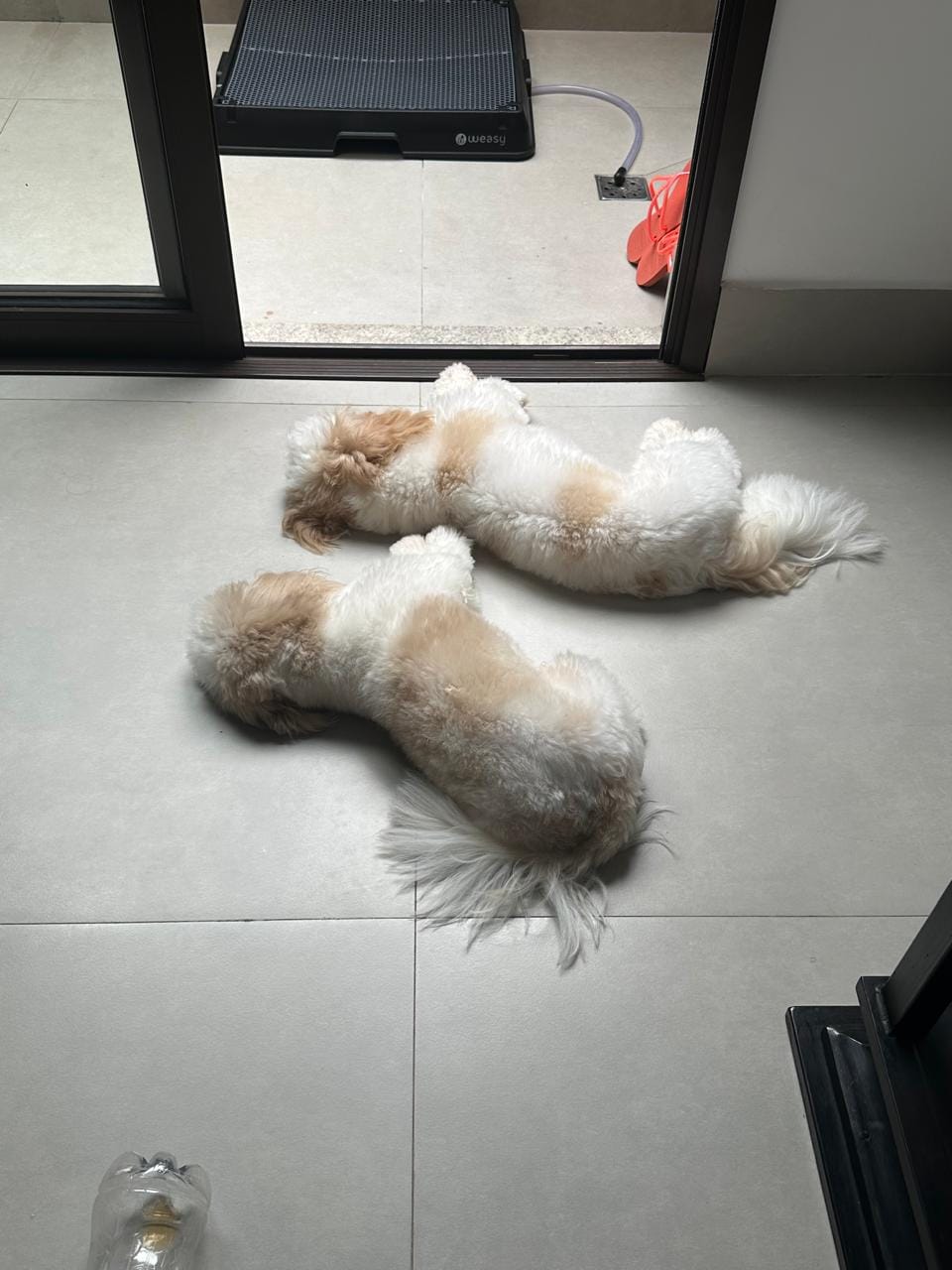 Customer photo review of Weasy Cão | Banheiro inteligente para cachorro