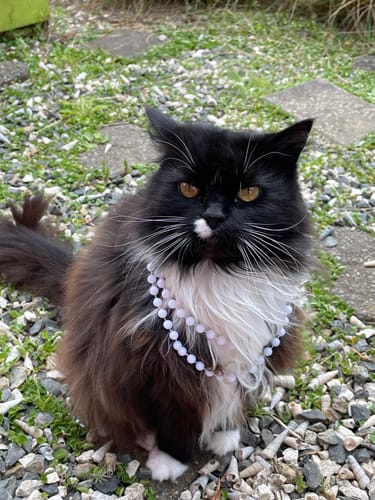 Customer photo review of Fit Litter