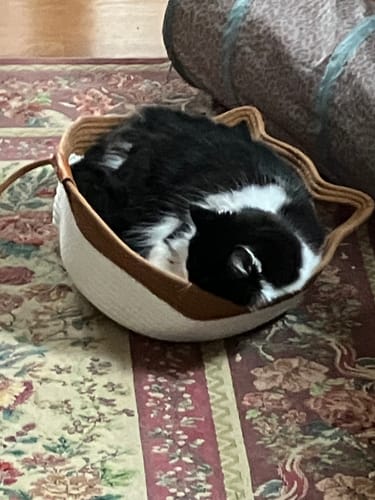 Customer photo review of Instinct Basket | Meet the first research-backed natural territory for indoor cats