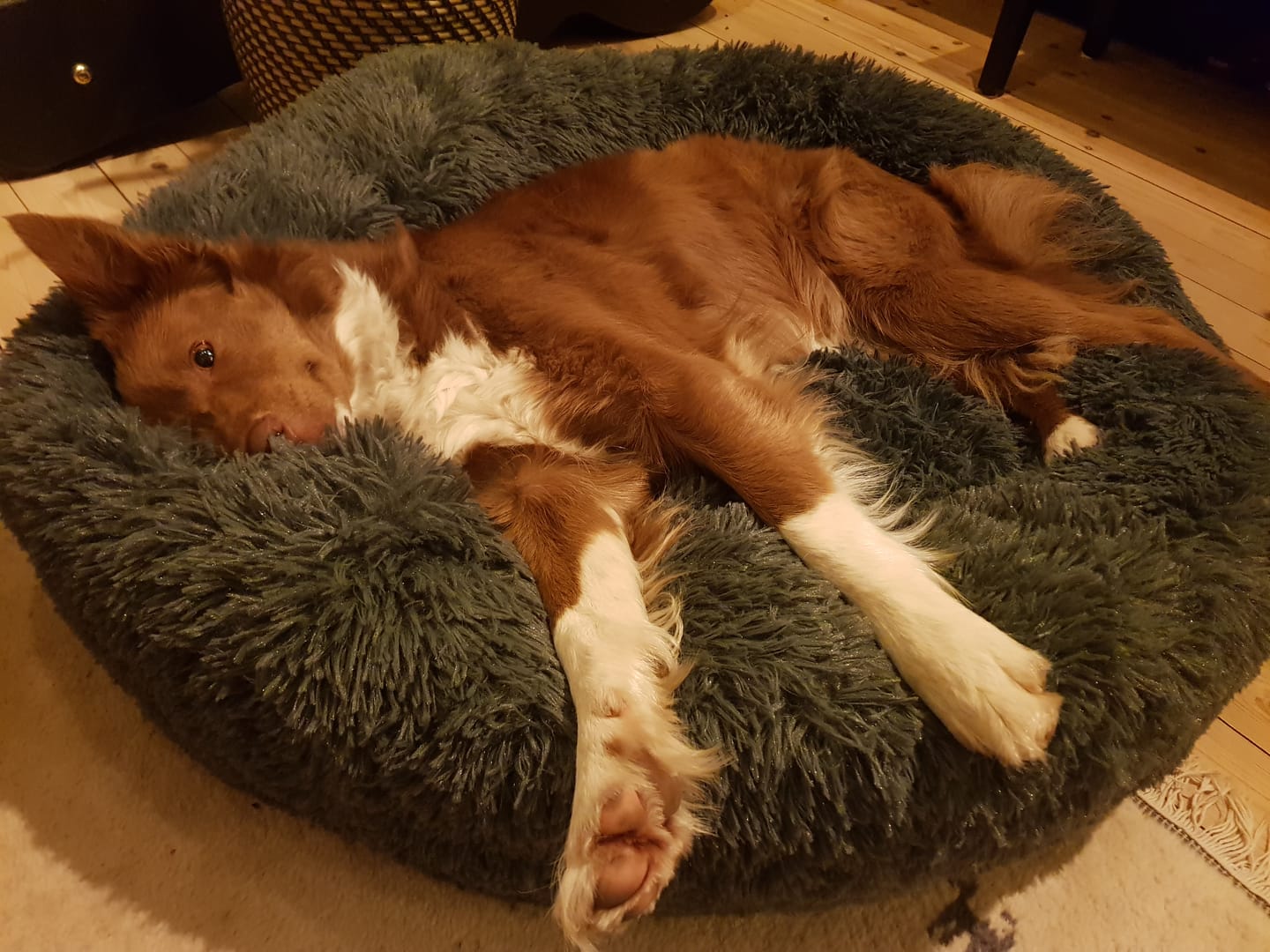Customer photo review of CalmBed - Motvirker stress & hjelper mot angst