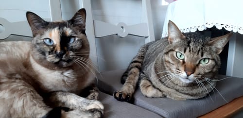 Avaliação com foto de um cliente sobre Synoquin 30 comprimidos - Comprimidos Condroprotetores para cão e gato (saúde articular). Caixas com 30 comprimidos.
