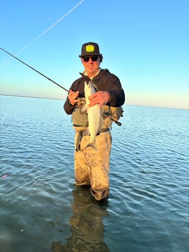 Reviewer standing in waders in the water, proudly holding a speckled trout caught with a Coastal Brew Dart Lure.