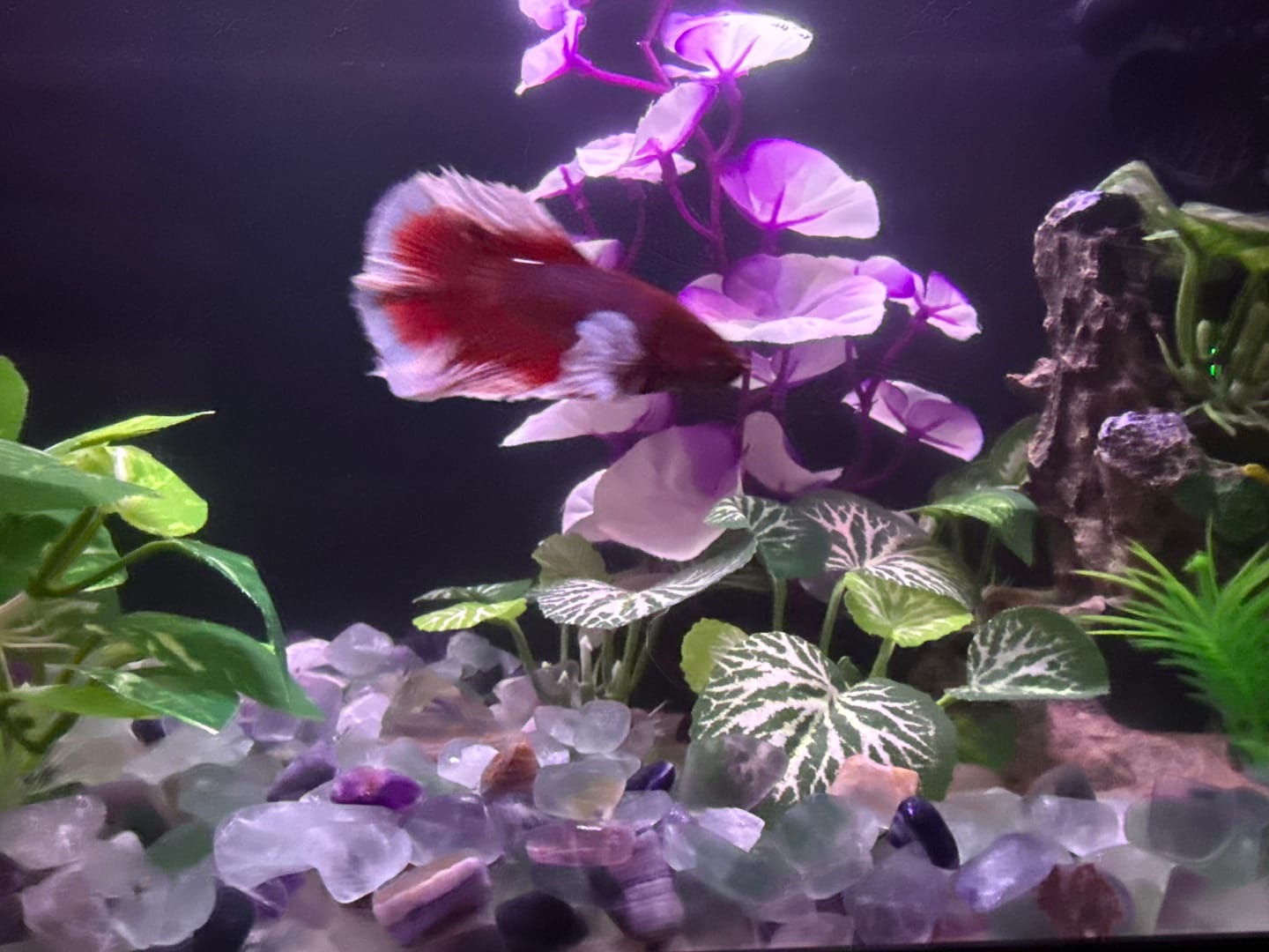 Customer photo review of Dumbo Lavender Halfmoon Male Betta Fish