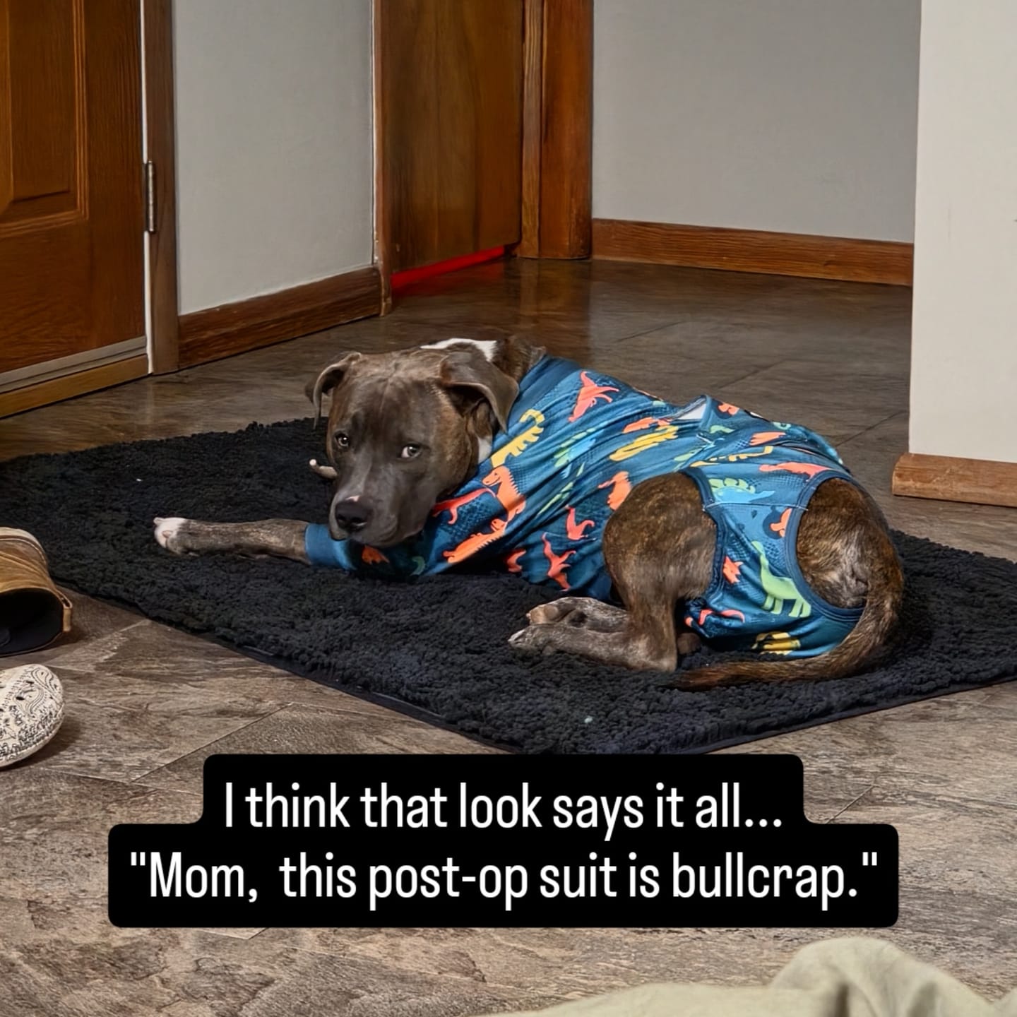Customer photo review of Dog Surgical Suit - Dinosaurs