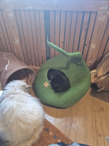 Customer photo review of WoolNest Delux