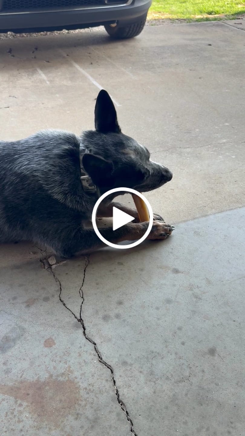Customer video review of Gift Bundle: 2 Large Yak Chews and a 6" Hickory Smoked Bully Stick
