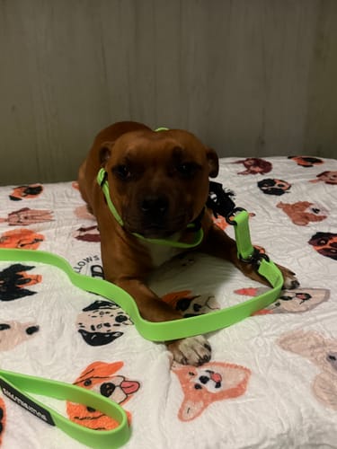 Customer photo review of 3cm Slip on Collar | Foam Padded - Orange