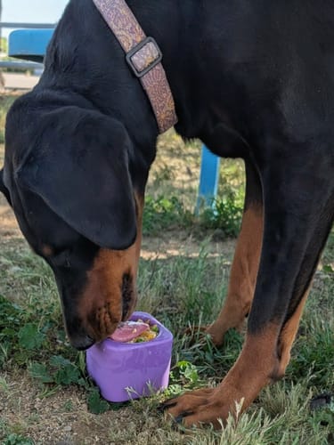 Customer photo review of Freezbox - Super Tough Treat Toy