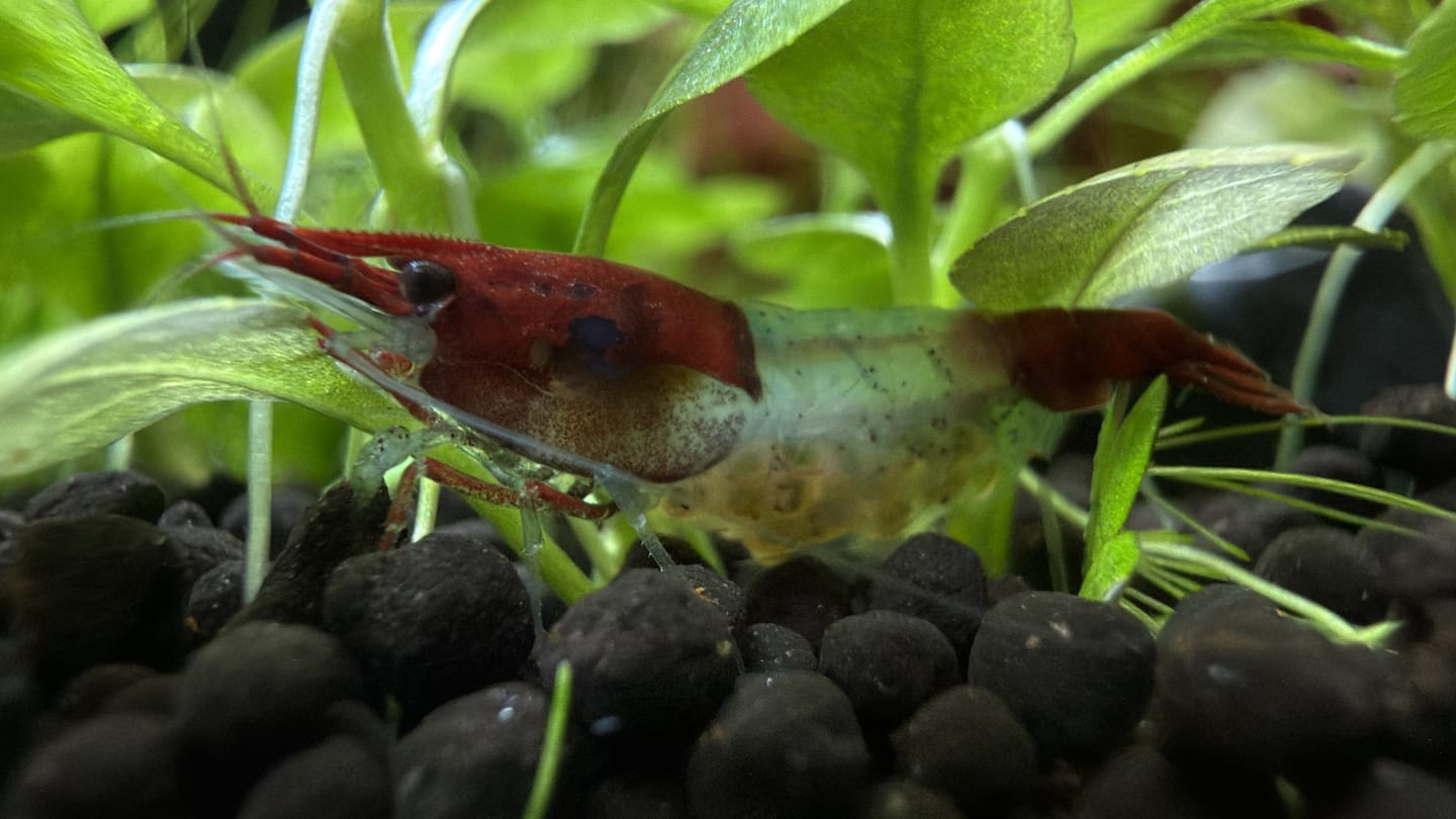 Customer photo review of Red Rili Shrimp