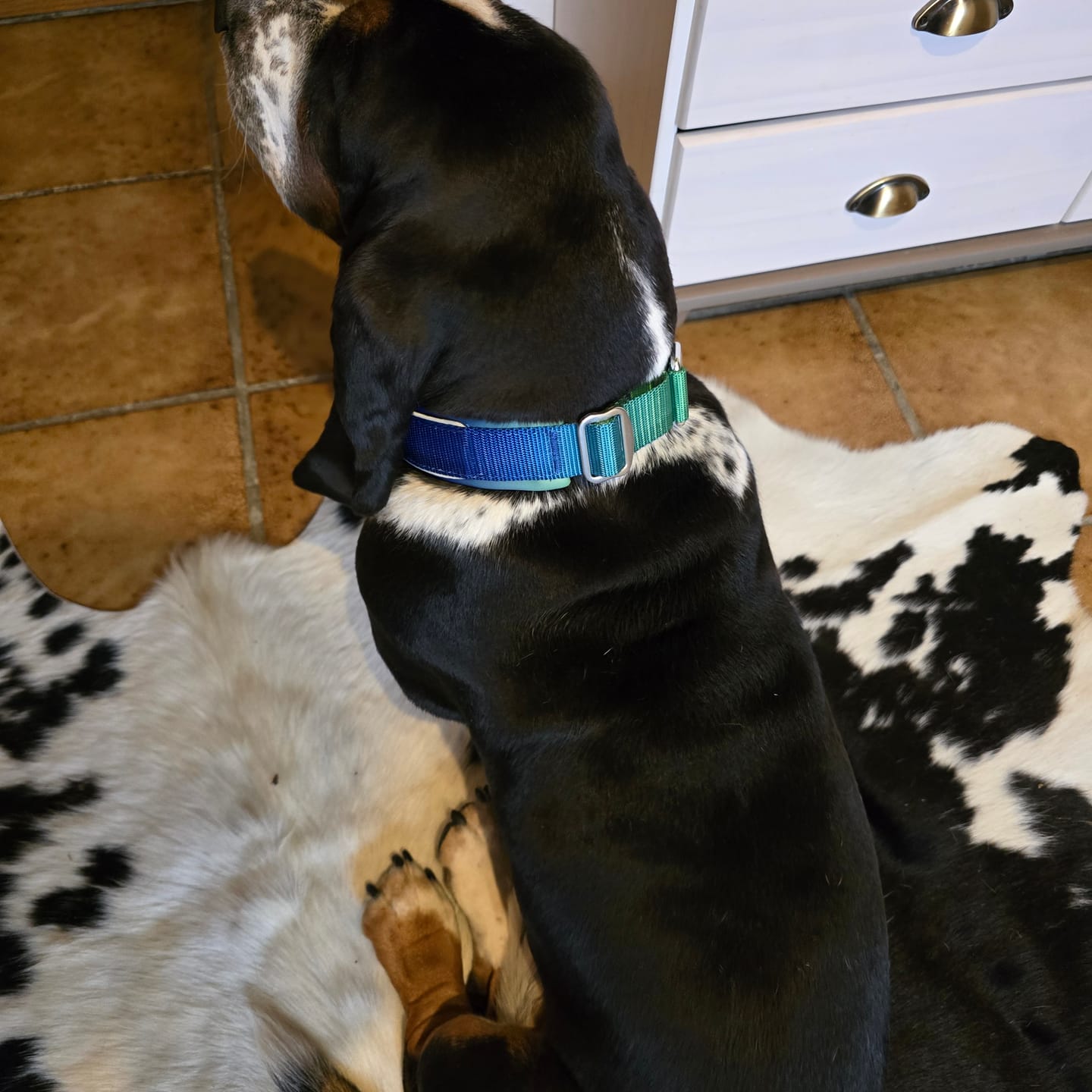 Customer photo review of Cushioned Martingale Collar - Lime Wave