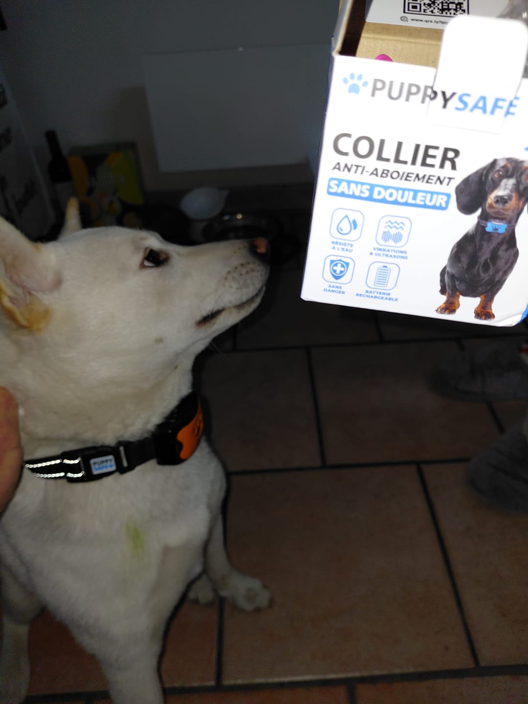Customer photo review of Collier Anti Aboiement PuppySafe