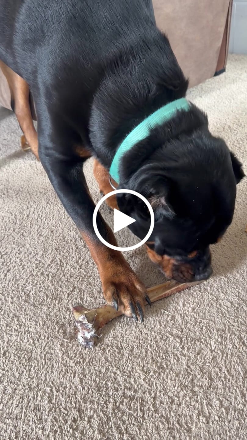 Customer video review of Medium Ostrich Cane (10" x 3"): The Long-Lasting, Flavor-Packed Chew for Medium & Large Dogs