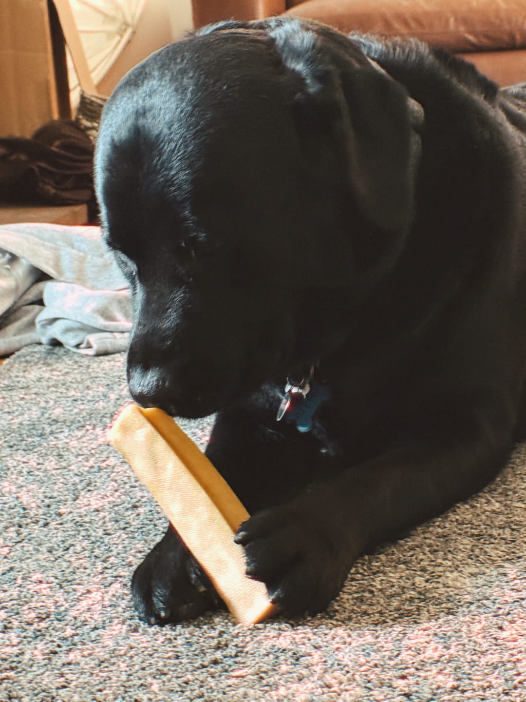 Customer photo review of Himalayan Yak Chew (EXTRA LARGE)