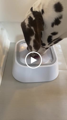 Customer video review of Spildfri hundeskål, 1,5 Liter