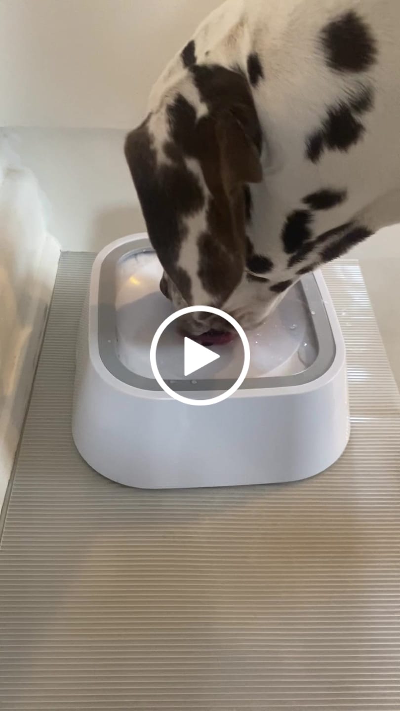 Customer video review of Spildfri hundeskål, 1,5 Liter