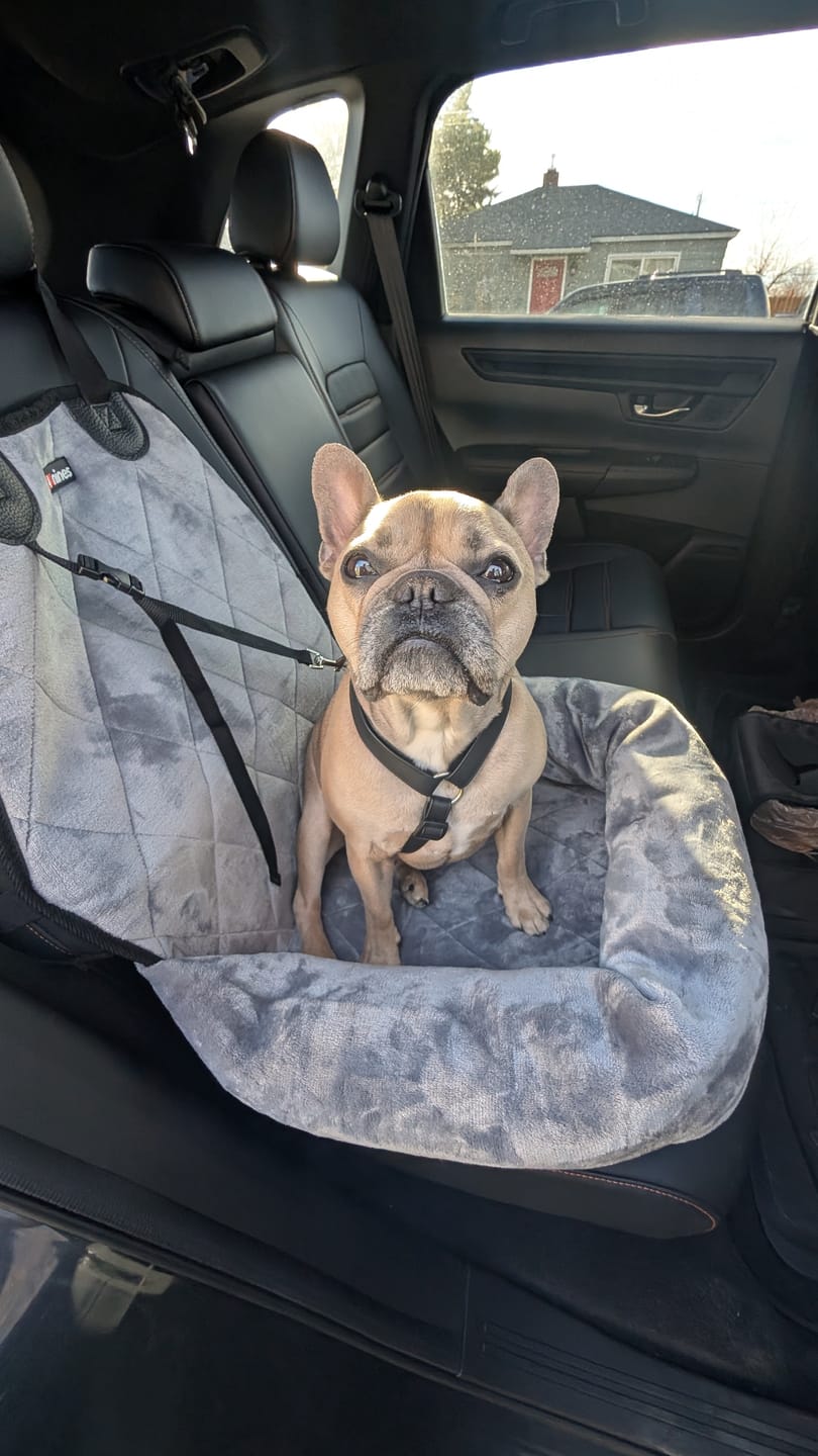 Customer photo review of Dog Car Seat – Plush Travel Dog Bed for Small and Medium Dogs