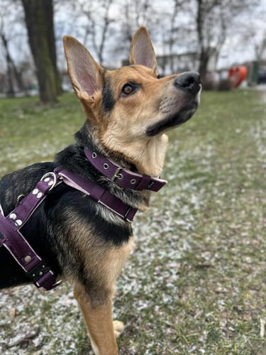 Customer photo review of Szelki z szybką klamrą - Easy Walk Extreme Śliwkowe