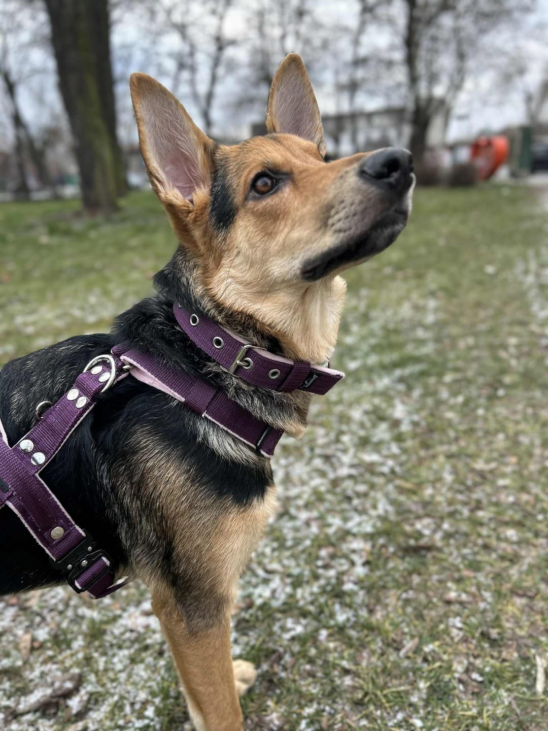 Customer photo review of Szelki z szybką klamrą - Easy Walk Extreme Śliwkowe