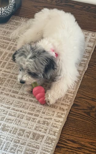 Customer's fluffy puppy chewing a mint Long-Lasting Yak Chew held inside a pink toy on a rug.