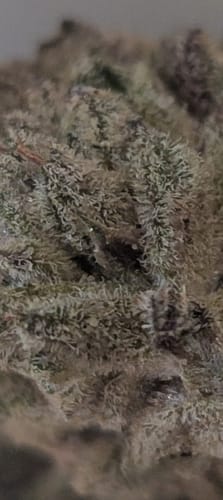 Customer photo review of MAC 1