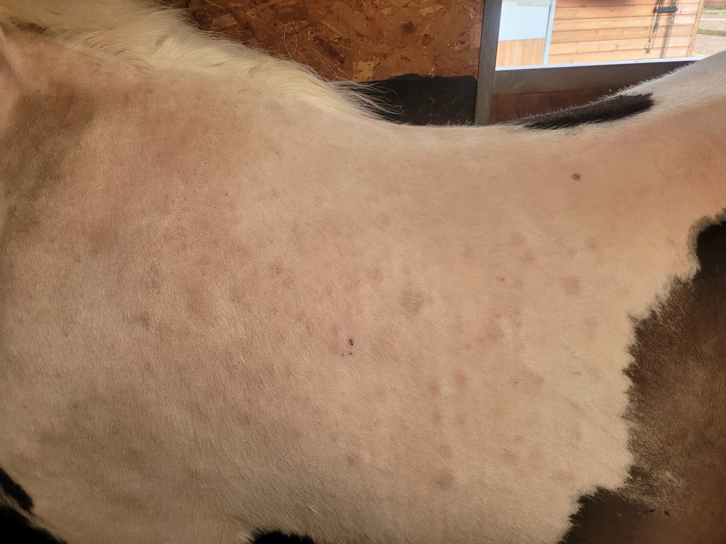 Customer photo review of Horse Skin Rescue Bundle